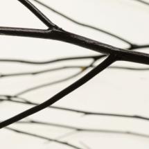 highres noir twigs opacity iv
